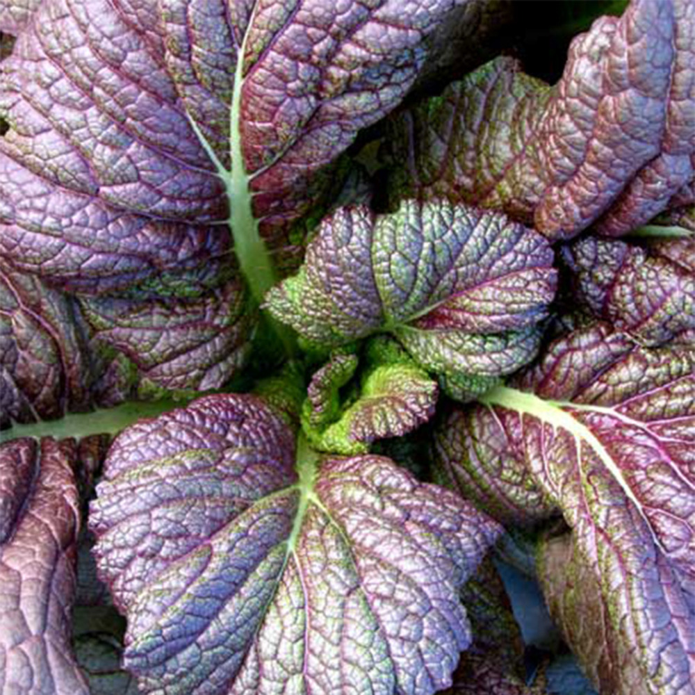 Moutarde brune 'red giant' le sachet de 800 graines environ (2g)