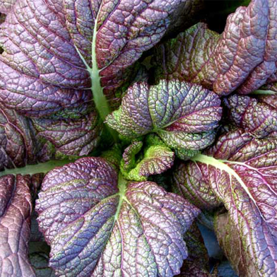 Moutarde brune 'red giant' le sachet de 800 graines environ (2g)