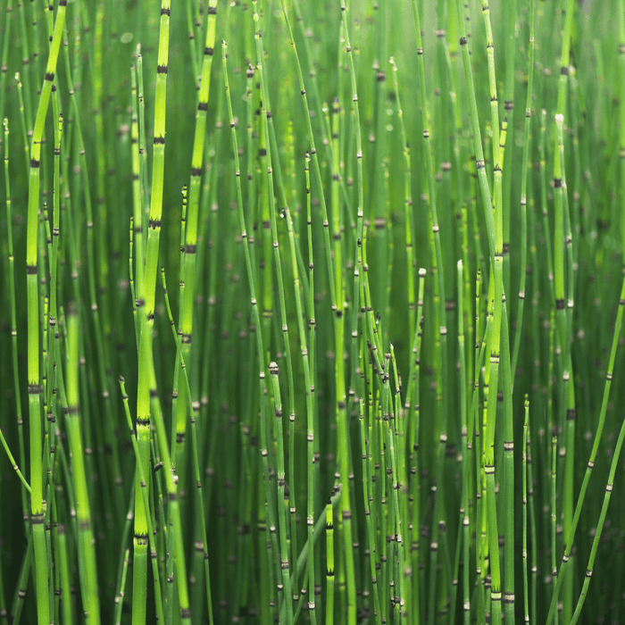 Biostimulant Prêle Potager Décoction De Prêle Fongicide 5L - Traitement Naturel Mildiou, Oïdium Pour Plantes Et Potager Bio Biostimulant Prêle Potager Décoction De Prêle Fongicide 5L - Traitement Naturel Mildiou, Oïdium Pour Plantes Et Potager Bio
