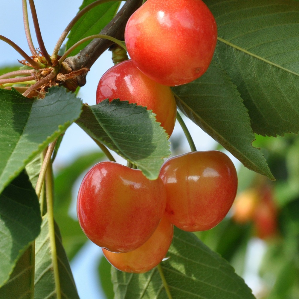 Cerisier bigarreau napoleon - la motte / scion / hauteur livrée 80-100cm