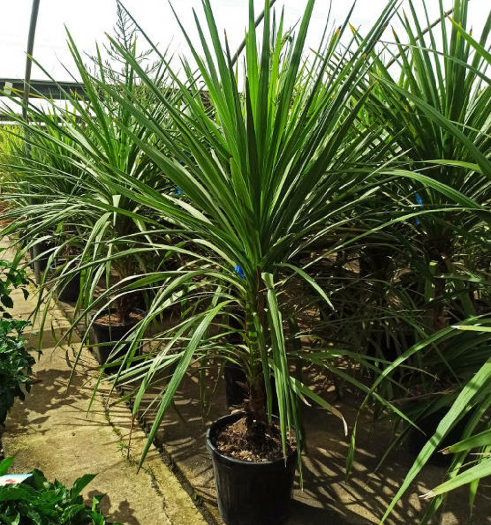 Cordyline australis pot de 3 litres ? 60/80 cm