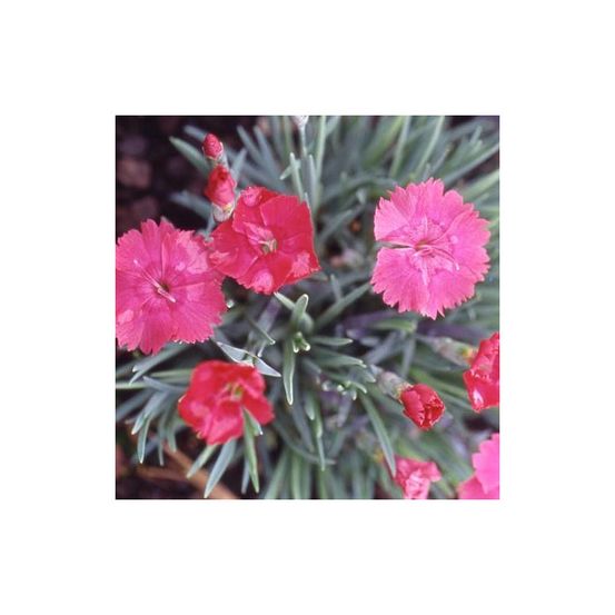 Oeillet de grenoble badenia lot de 5 godets