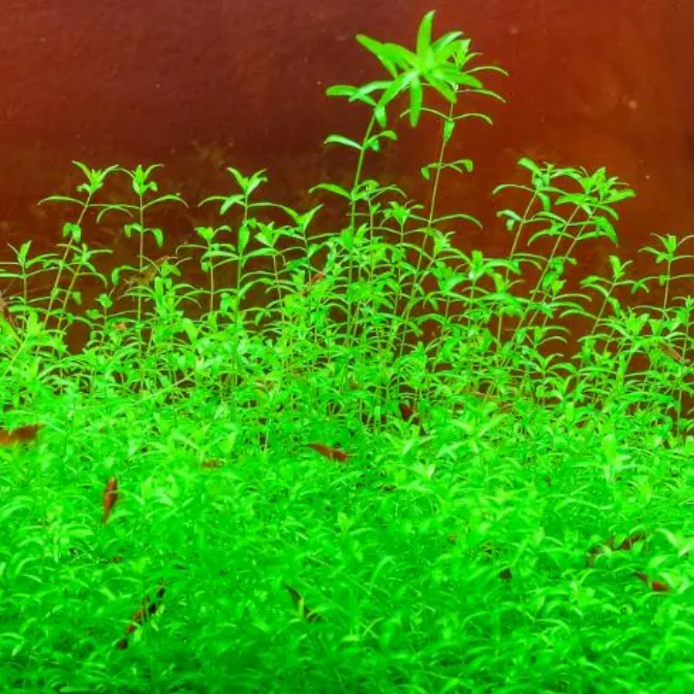 Graines d'herbe aquatique hemianthus micranthemoides