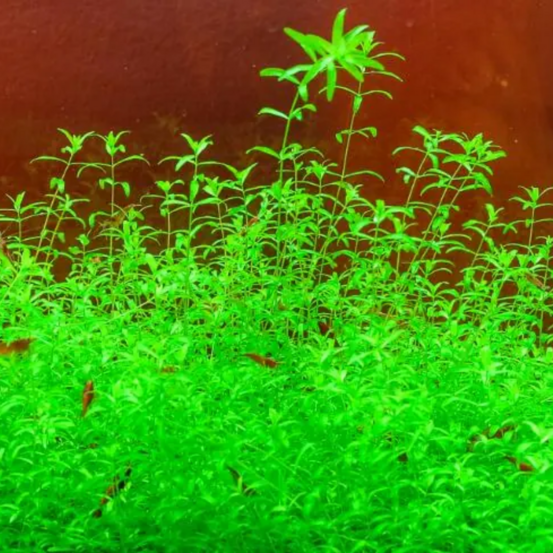 Graines d'herbe aquatique hemianthus micranthemoides