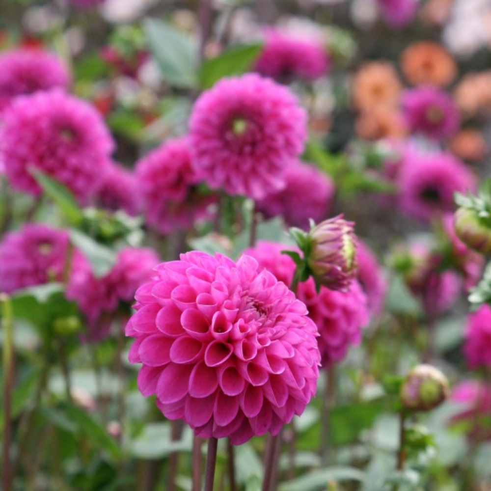 Dahlia pompon 'purple fox' bulbe calibre i