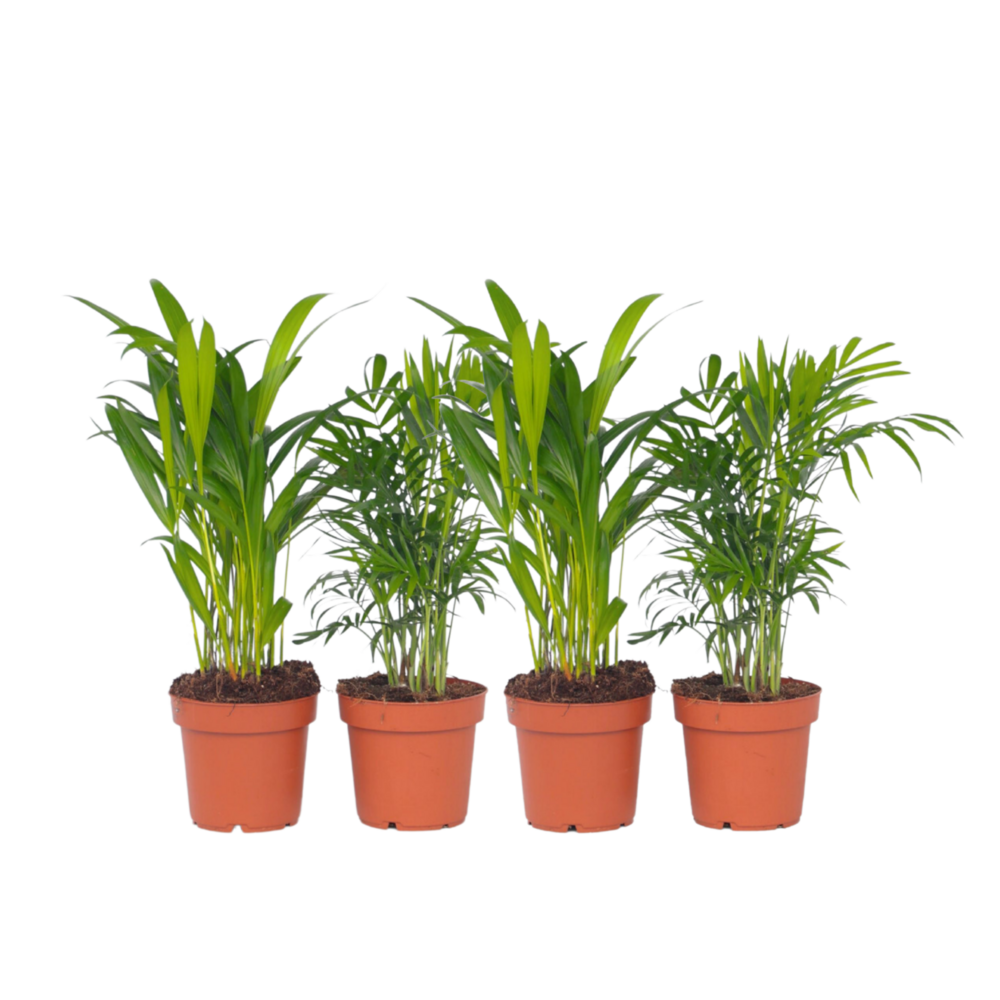 Palmiers d'intérieur - set de 4 - dypsis, chamaedorea - hauteur 25-40cm - ⌀12cm