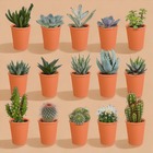 Coffret de 15 cactus et succulente + caches-pots terracotta
