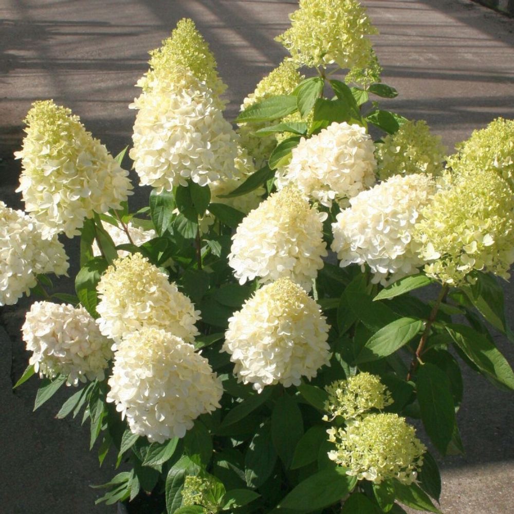 Hortensia paniculata magical® sweet summer 'bokrathirteen', hydrangea paniculata pot de 7,5l - 60/80 cm
