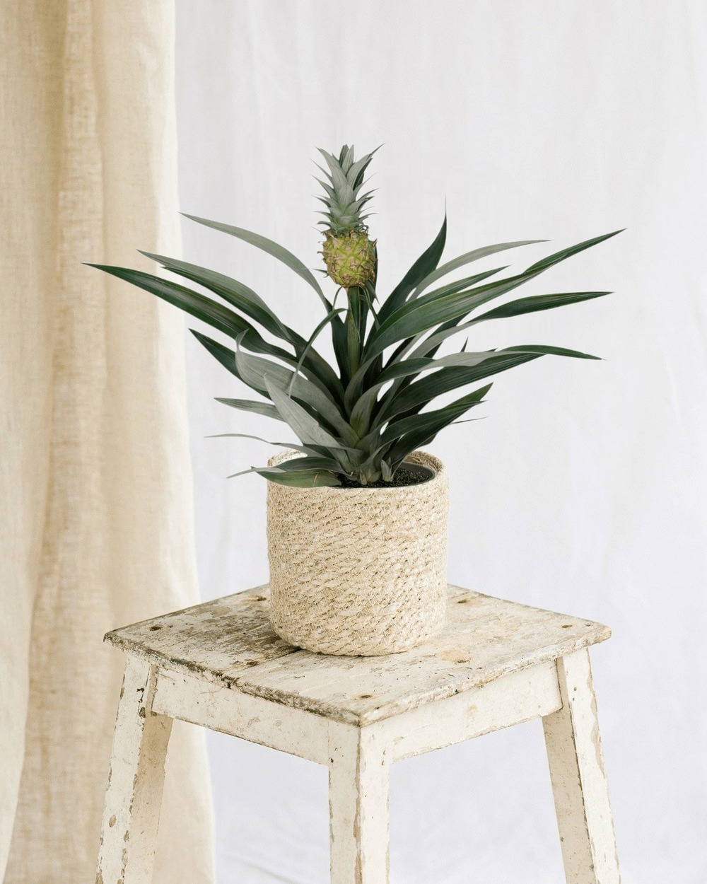 Bromelia ananas 30cm - plante d'intérieur
