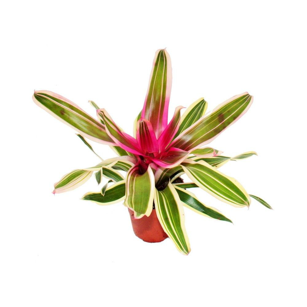 Nid d'ananas - neoregelia 