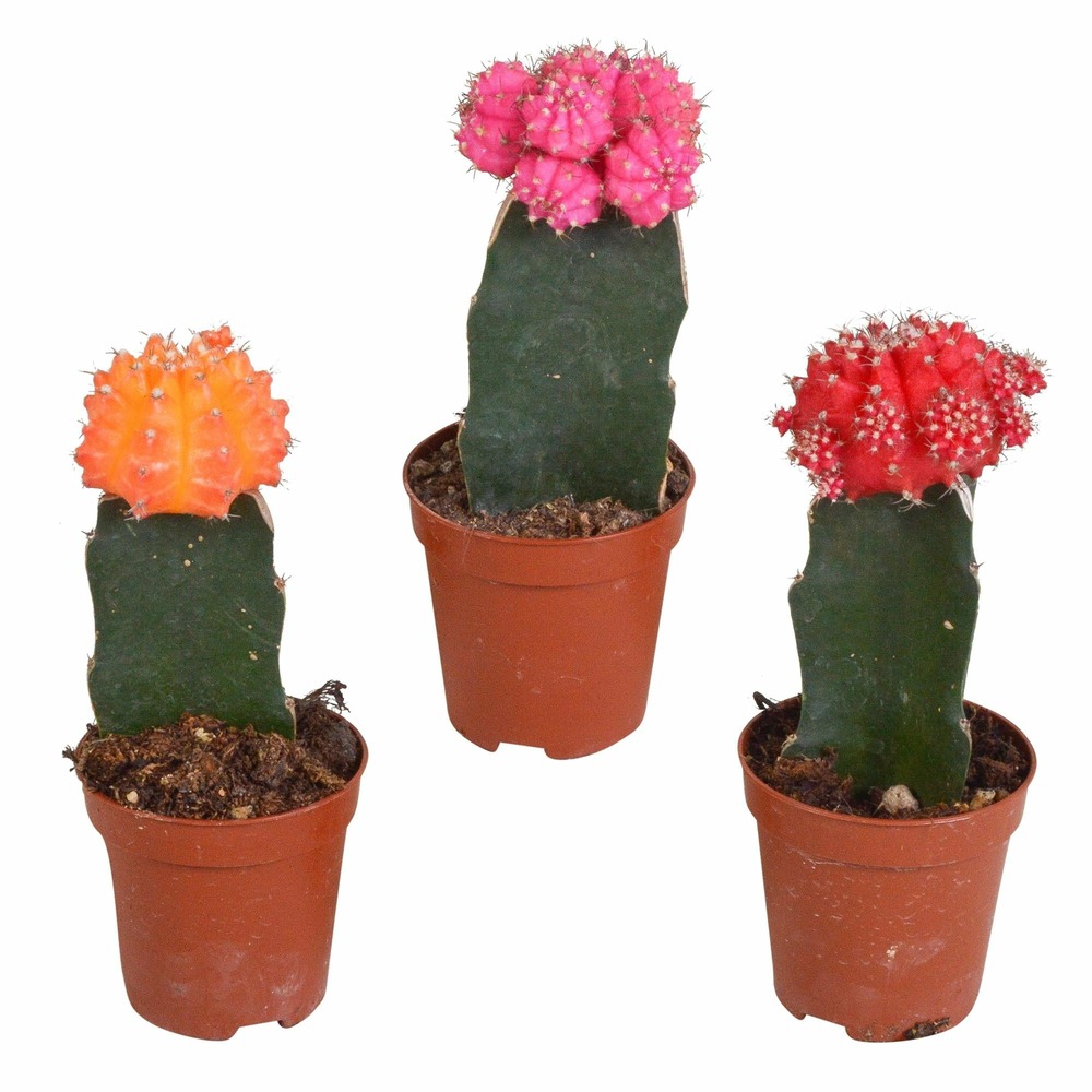 Trio de gymnocalycium