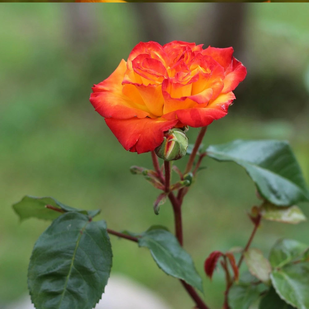 Rosier arbustif soledad® 'dorcobo' pot de 5l - touffe