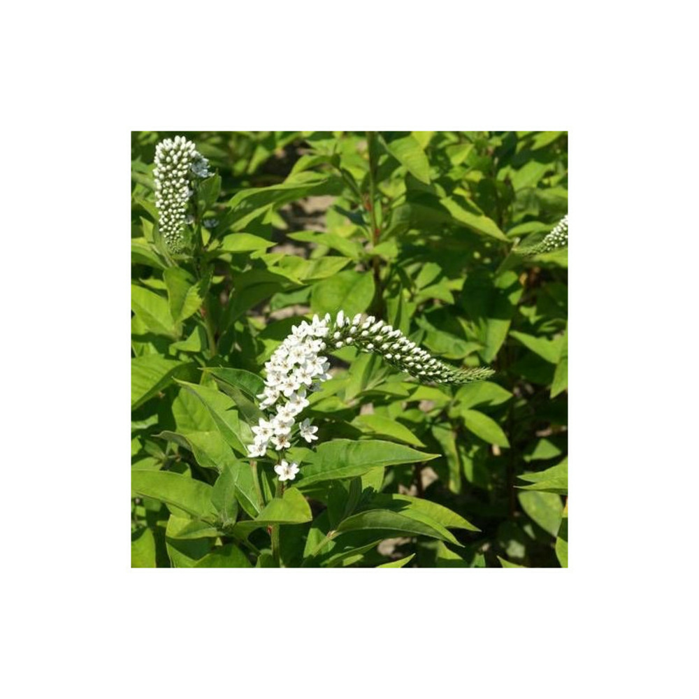 Lysimaque de chine lot de 9 godets