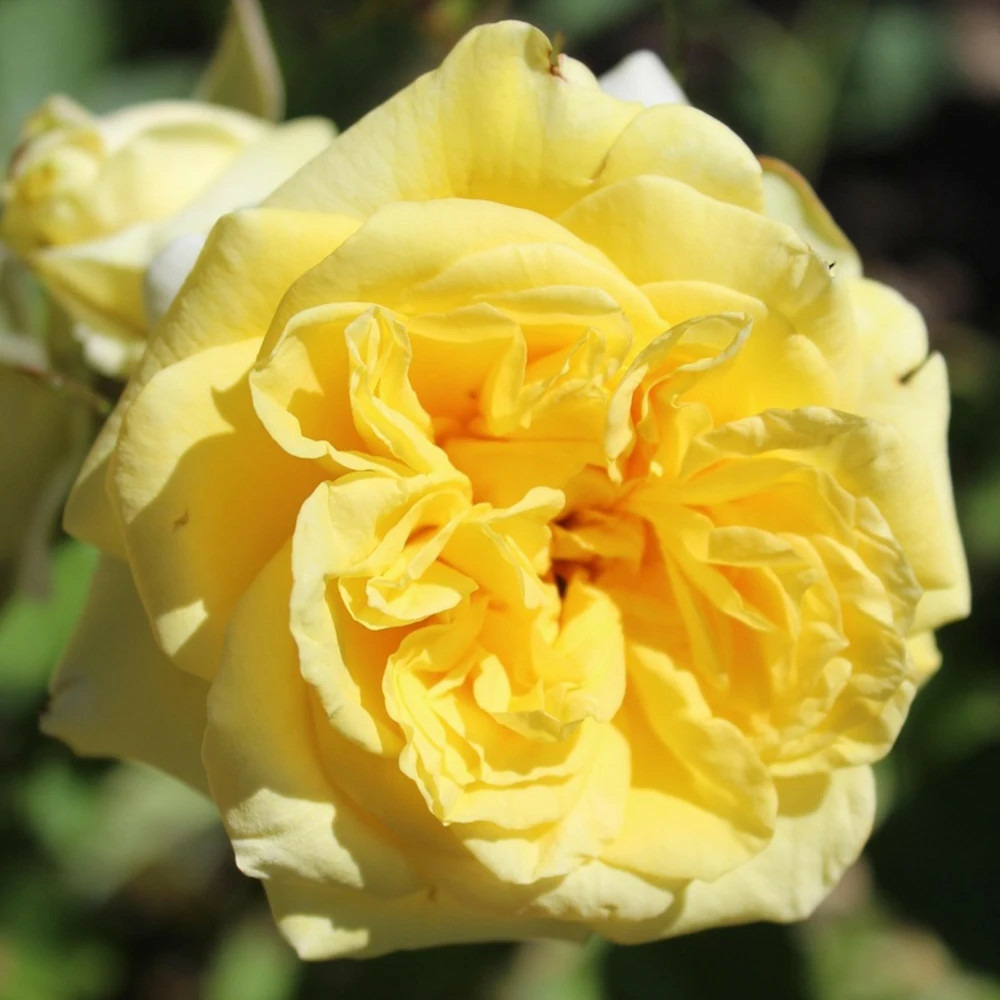 Rosier arbustif château de cheverny® 'deljaupar' pot de 3l - touffe