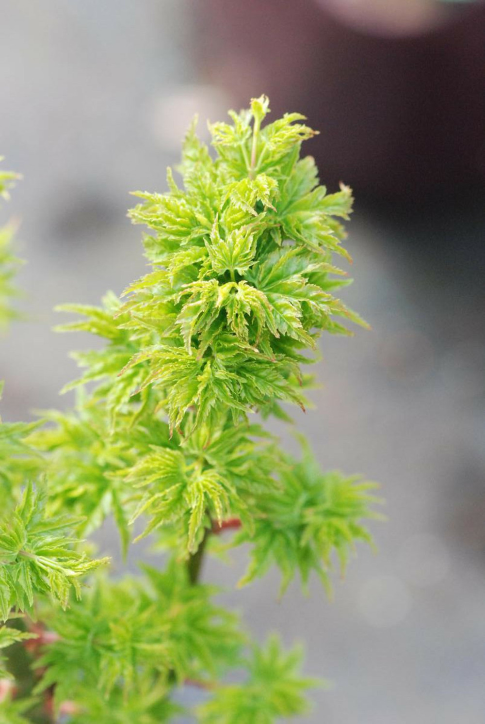 Erable du japon 'shishigashira' - en pot de 4 litres