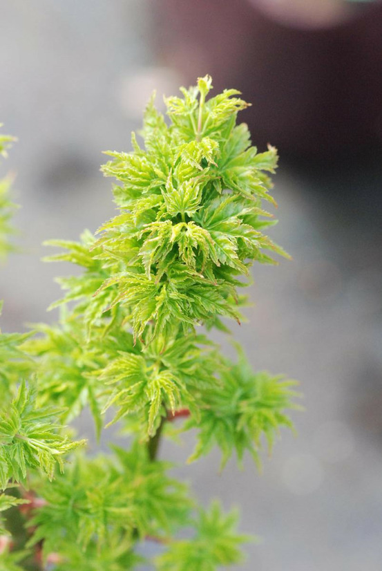 Erable du japon 'shishigashira' - en pot de 4 litres