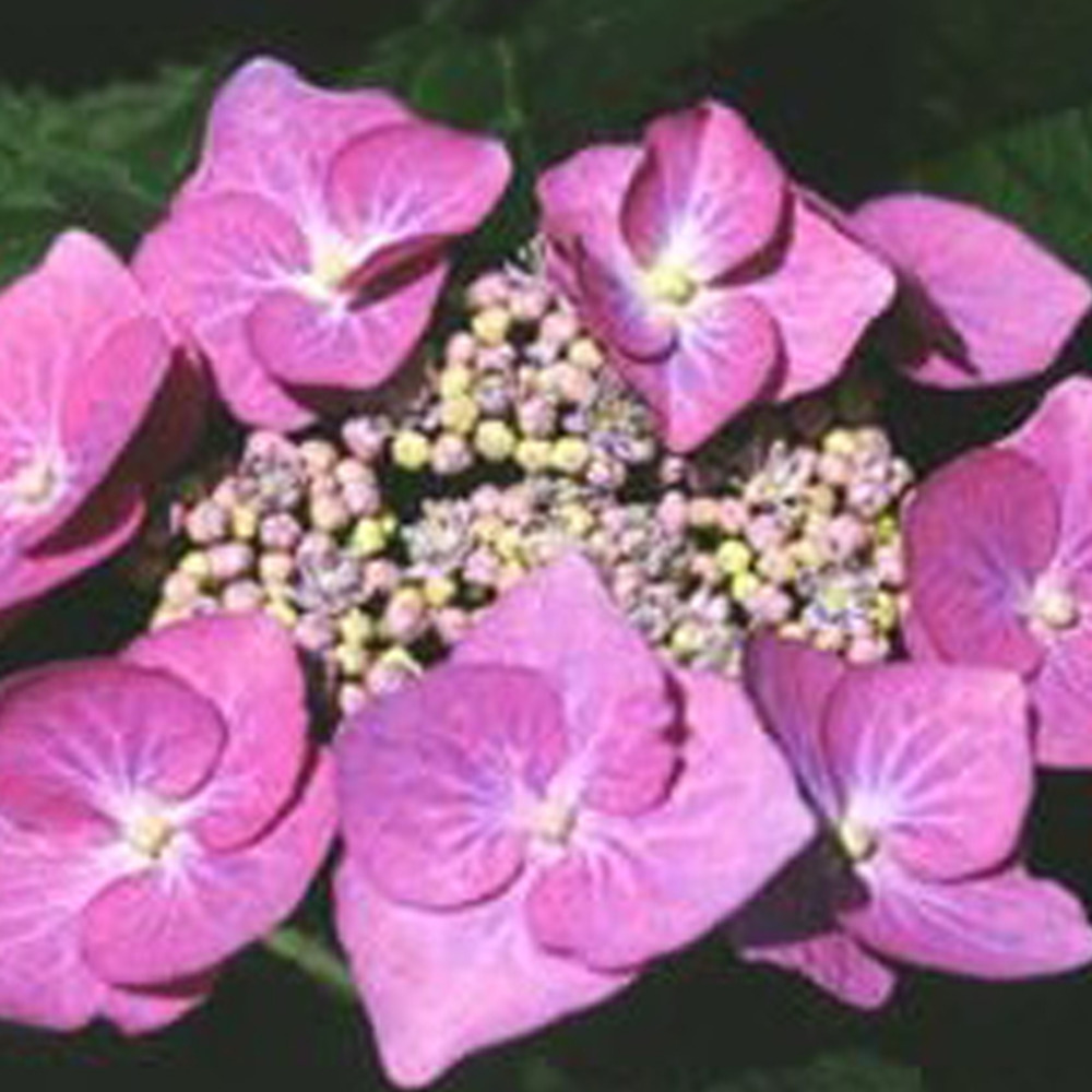 2 x hortensia 'teller rose' - hydrangea 'teller rose'  - 40-60 cm pot