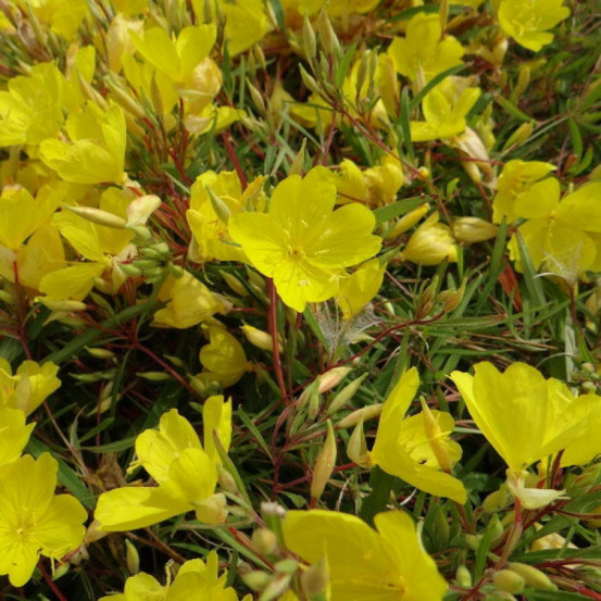 Onagre african sun®, oenothère godet - 5/20 cm