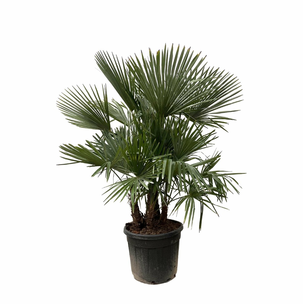 Trachycarpus multi stam - 200cm- ø45 - h230 cm - ø50 cm
