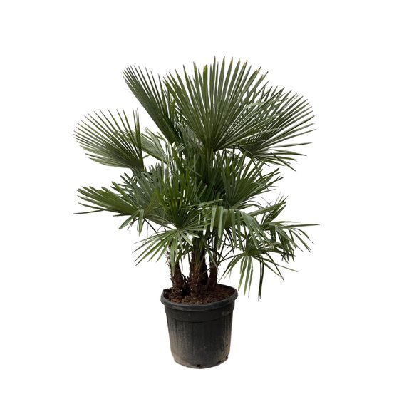 Trachycarpus multi stam - 200cm- ø45 - h230 cm - ø50 cm