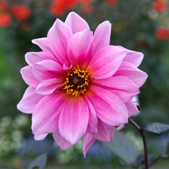 Dahlia fascination - le sachet de 1 bulbe #8