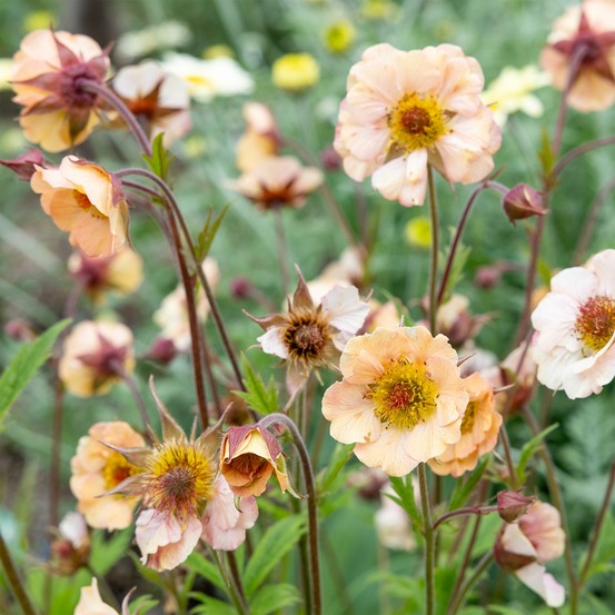 Benoîte mai tai - le pot / ø 9cm