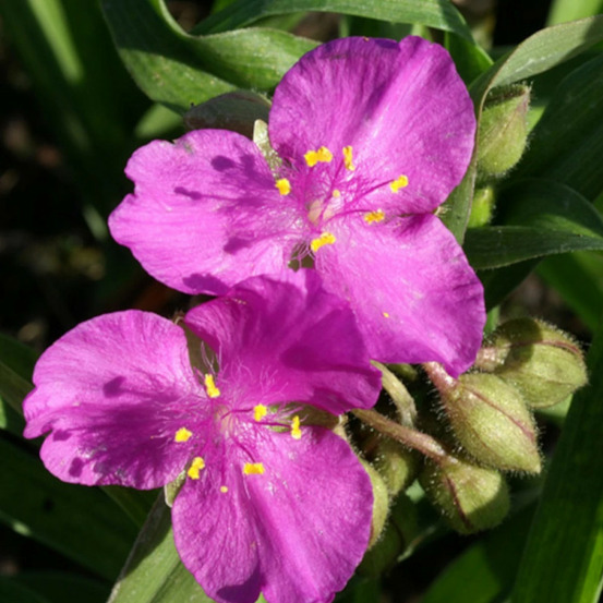 Éphémère de virginie karminglut godet - 5/20 cm