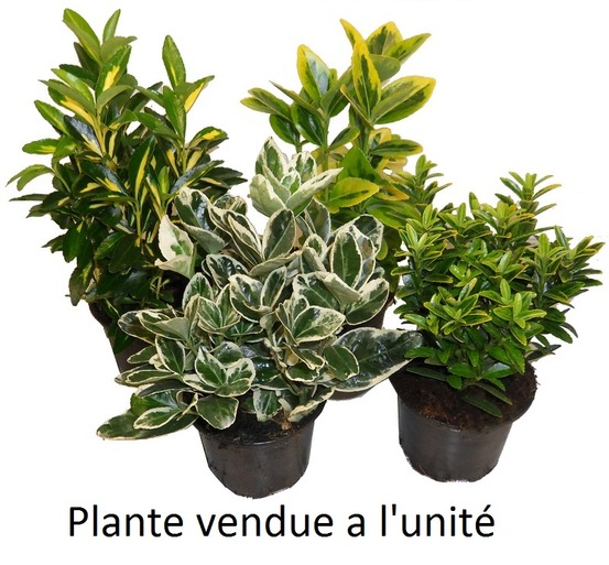 Euonymus varie pot 9 cm