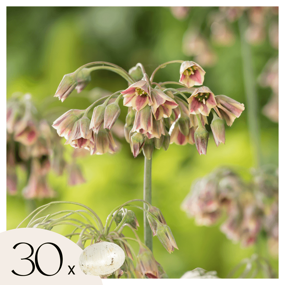 Ail - set de 30 - allium 'nectaroscordum' - bulbes à fleurs - rose