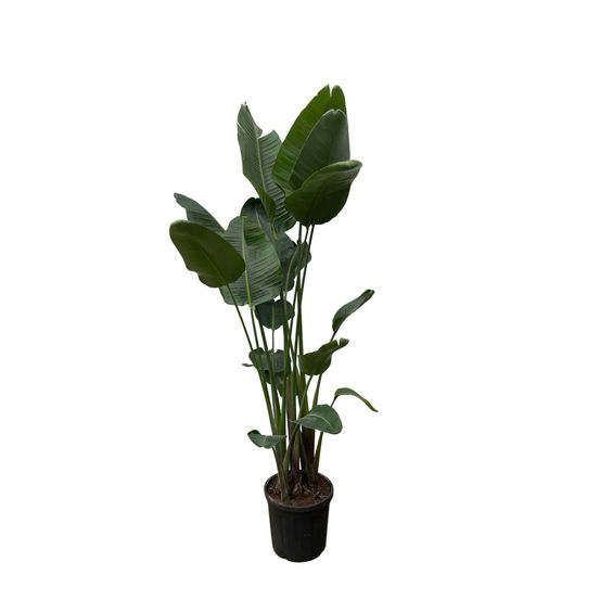 Strelitzia nicolai xxl - h250 cm - ø50 cm