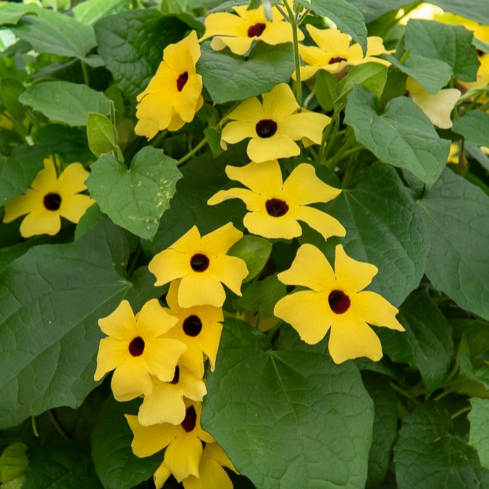 Suzanne aux yeux noirs jaune - le pot / ø 10.5cm, vendu par lot de 2