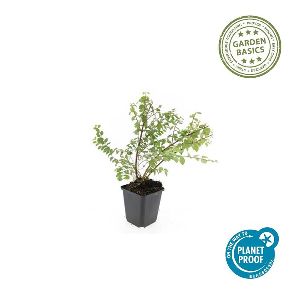 Symphorine hancock - h 10-25 cm, pot ø9 cm