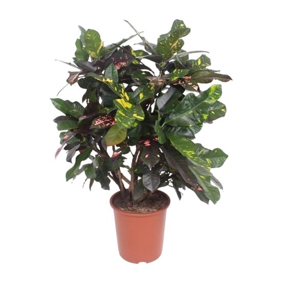 Codiaeum magnificent (croton magnificent) - ø27cm - ↕110cm - plantes d'intérieur