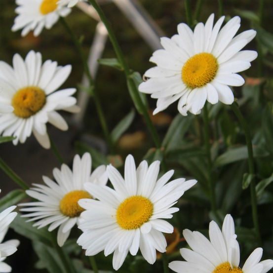 Marguerite 'becky' godet de 8/9 cm