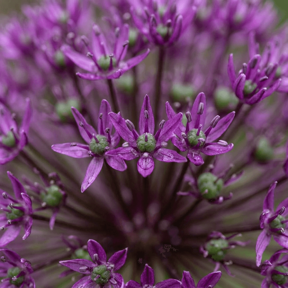 Ail d'ornement 'miami' (allium) - floraison estivale - 60 bulbes