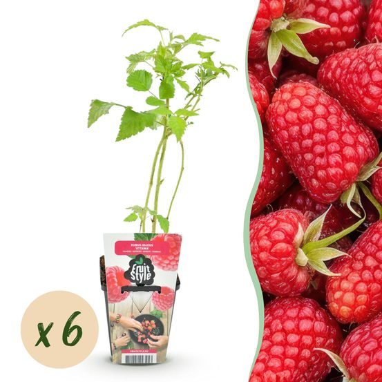 Framboisier 'heritage' - lot de 6 - pot 9 cm - hauteur 35 cm - plante d'extérieur
