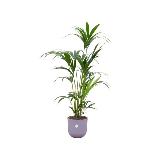 Combi deal - kentia palm inclusief elho jazz round lila ø26 - h160 cm - ø26 cm