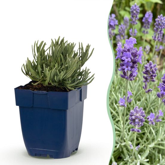 Lavande 'dwarf blue' - lot de 12 - pot 11 cm - hauteur 25 cm - plante d'extérieur