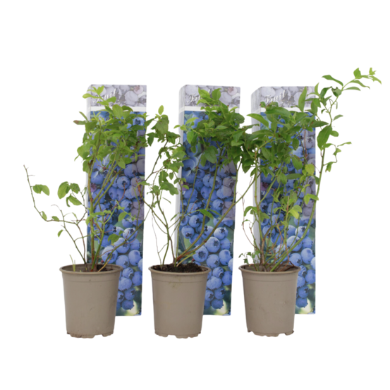 Myrtille - set de 3 - vaccinium corymbosum 'sunshine blue' - h25-40cm - ⌀9cm
