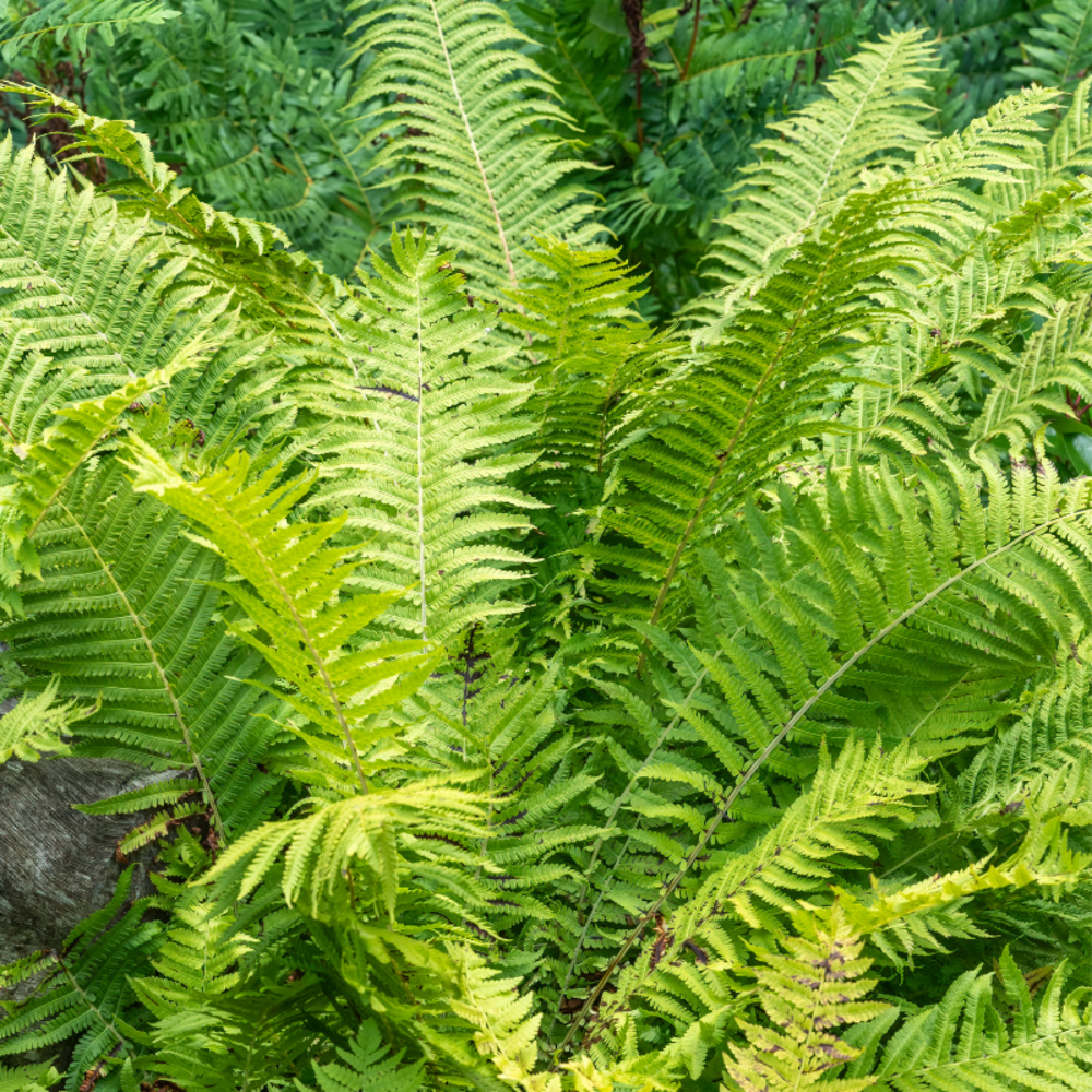 Fougère alleghenienne - matteuccia struthiopteris pot 2l