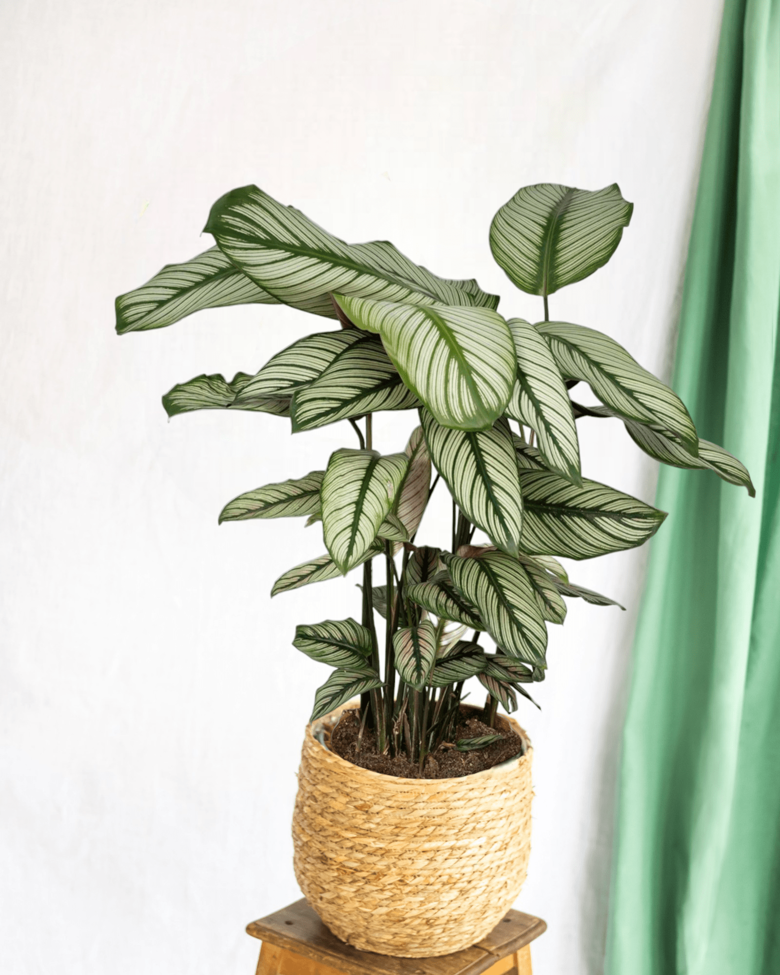 Plante d'intérieur - calathea whitestar 50.0cm