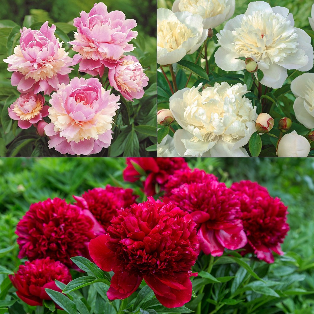 Mélange de 3 pivoines : immaculée, sorbet, red charm - le paquet de 3 racines nues / 2-3 yeux