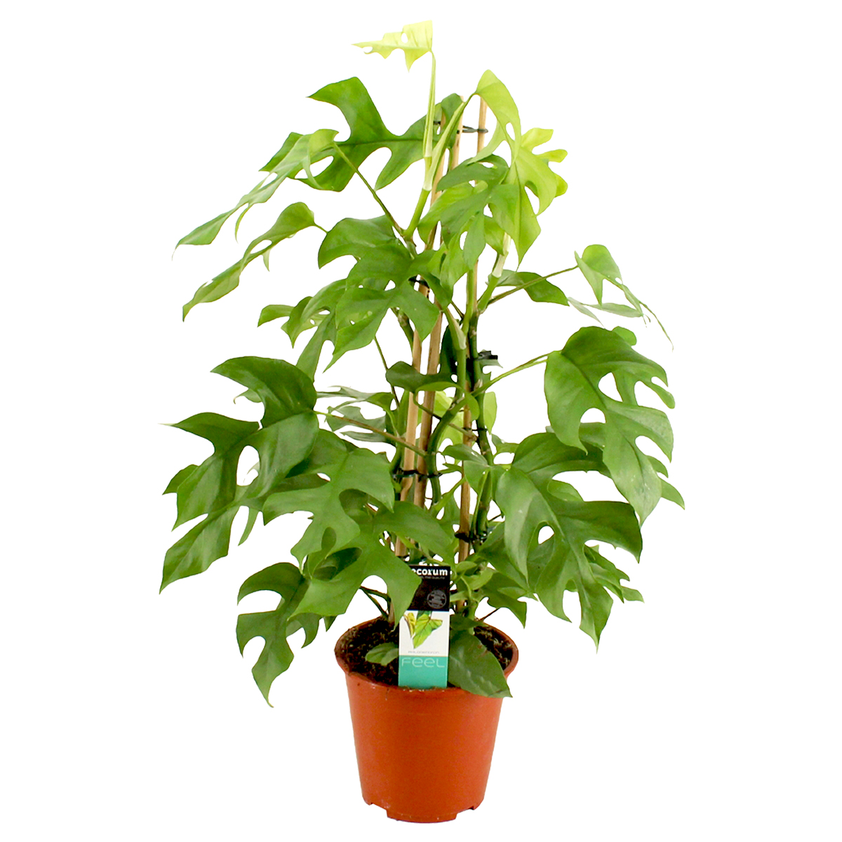 Philodendron 'minima' - plante d'intérieur en pot de pépinière ⌀19 cm - ↕70-80 cm