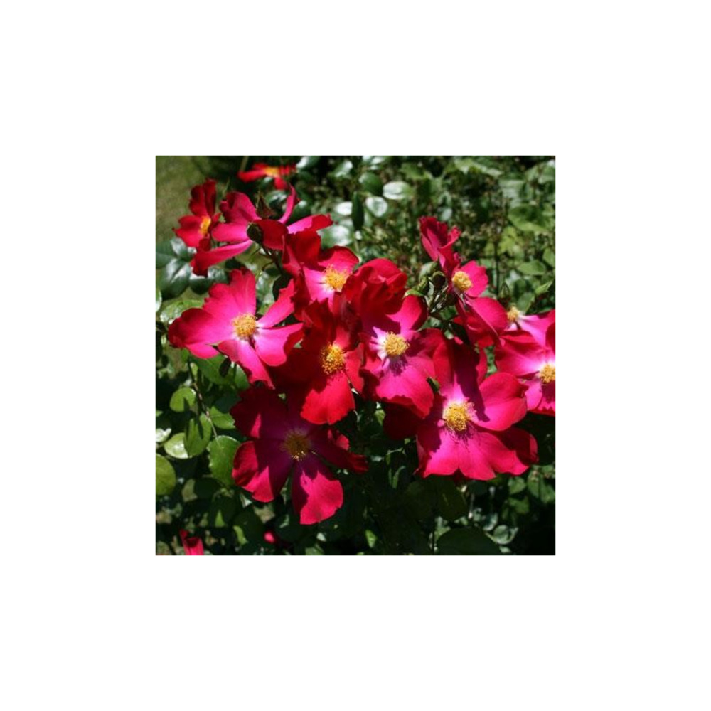 Axel kahn® evesigny - racines nues