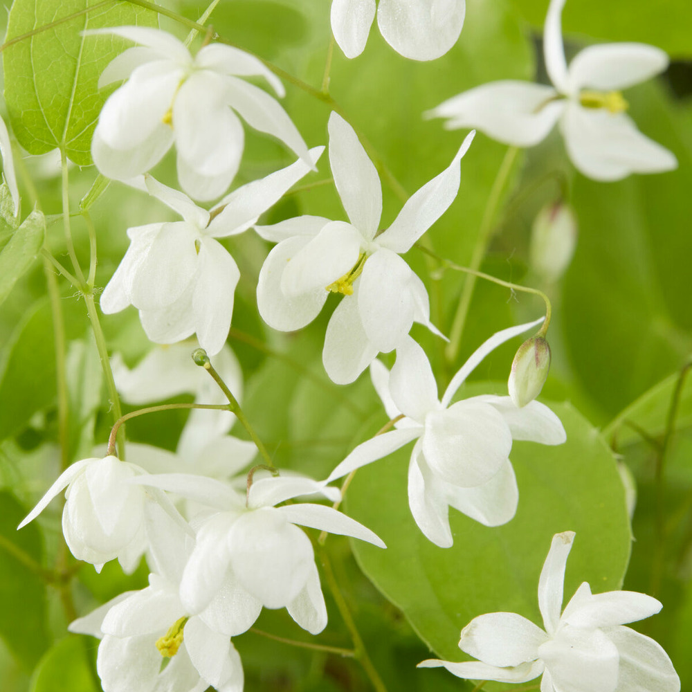 Epimedium niveum - le pot / ø 9cm / hauteur livrée environ 20cm