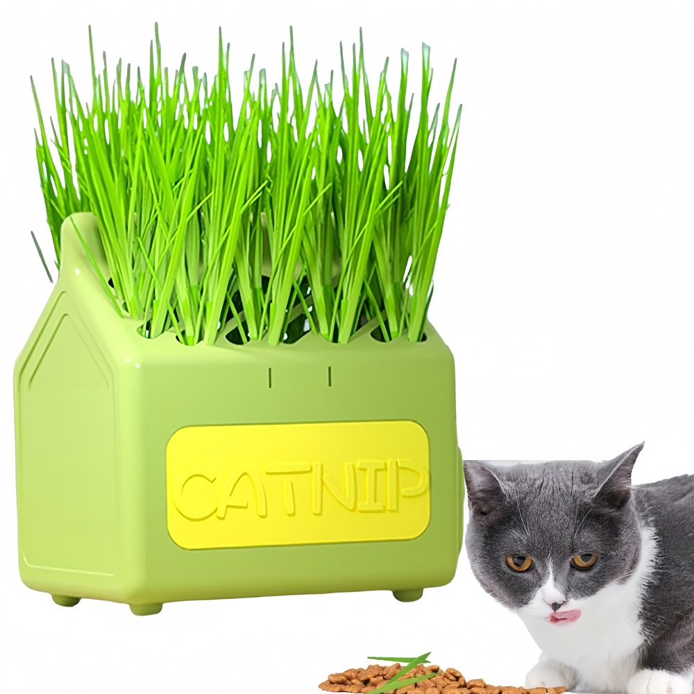 Herbe à chat pour herbe de chat hydroponique friandises pour chats