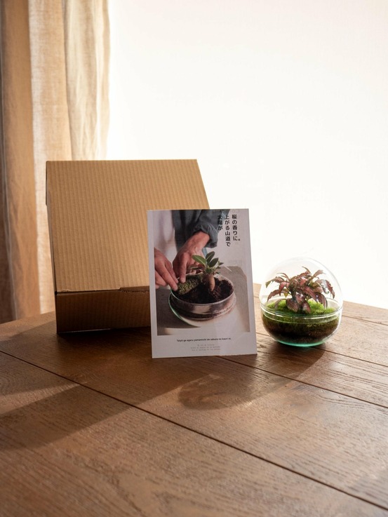 Kit terrarium diy - bohol