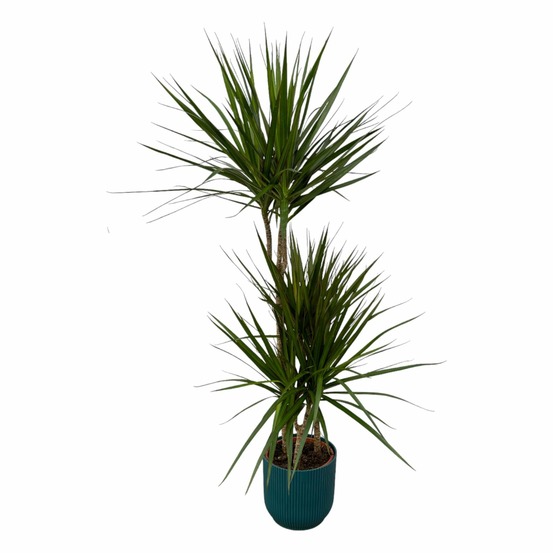 Dracaena marginata et son pot bleu - hauteur 120cm