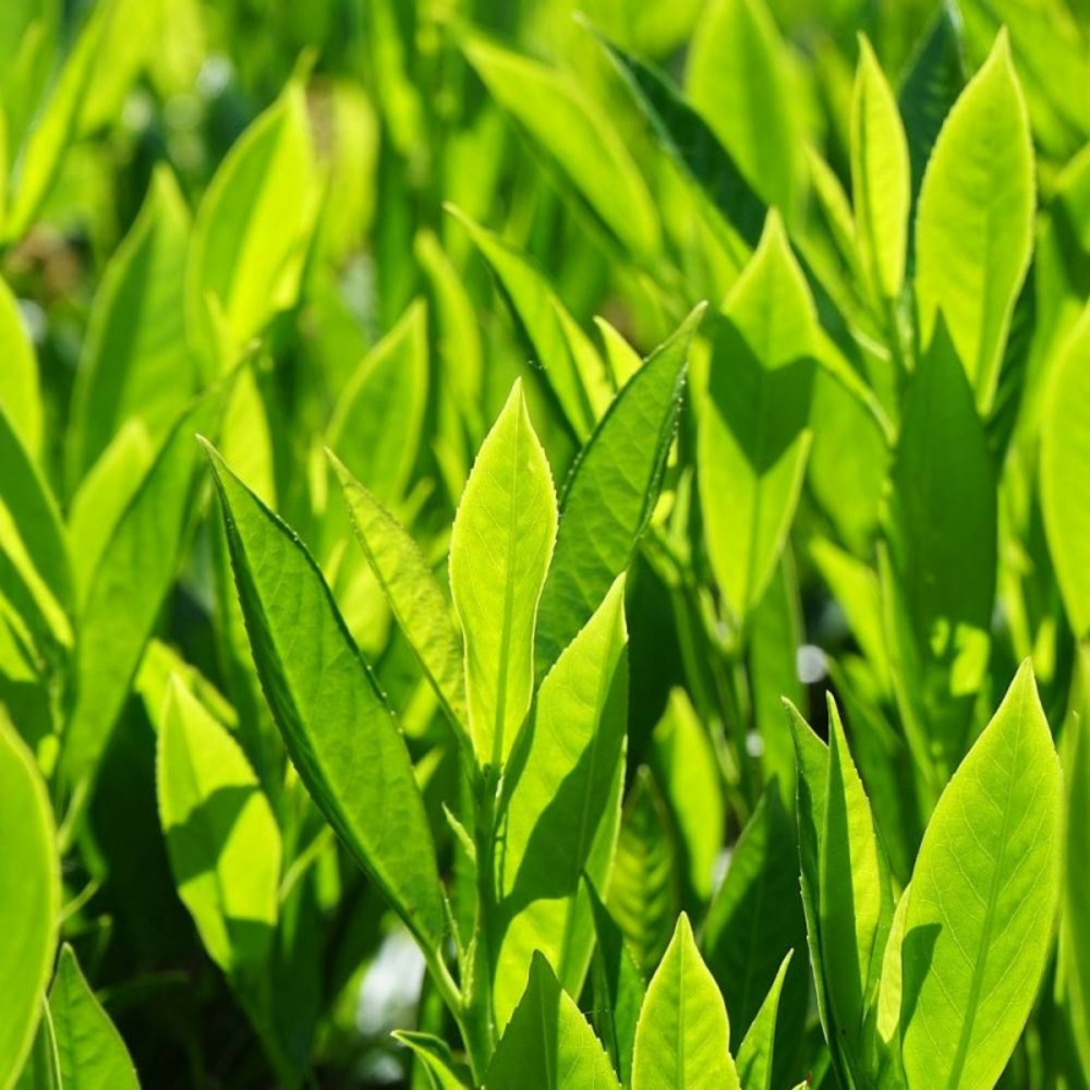 Laurier palme fontanettes, laurier-cerise pot de 1,5l - 20/50 cm