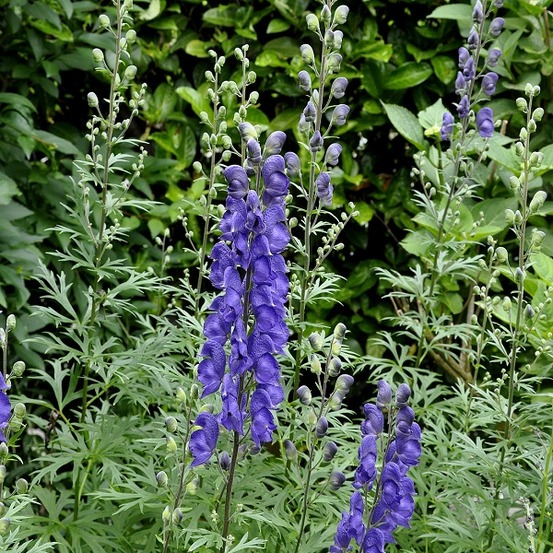 6 x casque de jupiter - aconitum henryi 'spark's variety' - godet 9cm x 9cm